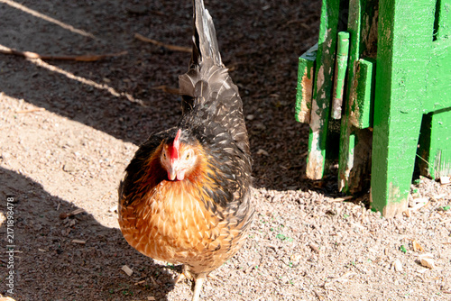 Obraz na płótnie A colorful hen standing on gravel in a farmyard with a green wooden fence in the