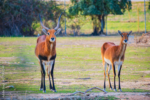 Photography blackbuck (Antilope cervicapra)