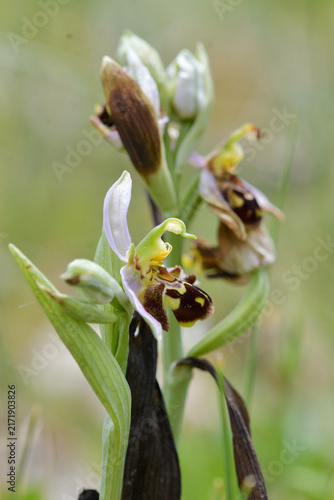 Konstfotografi Close-up of the flowers of Ophrys apifera (bee orchid)