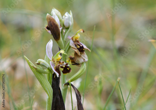 Close-up of the flowers of Ophrys apifera (bee orchid)
