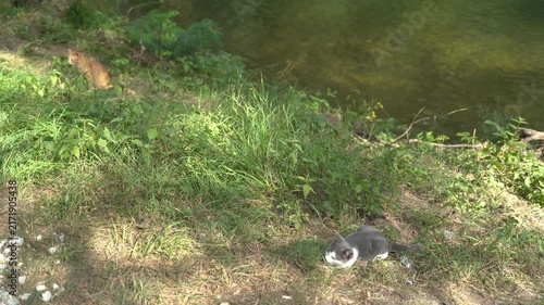 Two stray cats by the river enjoying nature