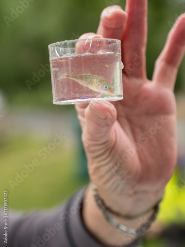 Stickleback in sample pot