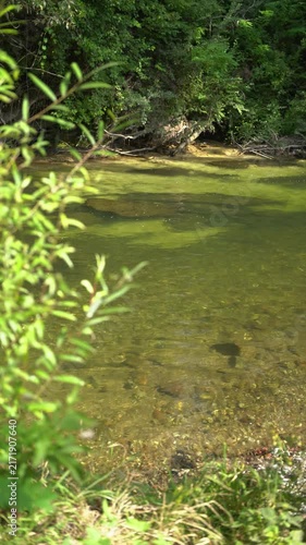 Green river flowing through the forest