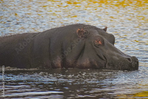 Photography hippopotamus (Hippopotamus amphibius)