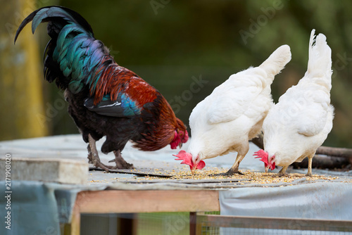 Foto A vibrant rooster and two white hens peck at scattered grain on a surface