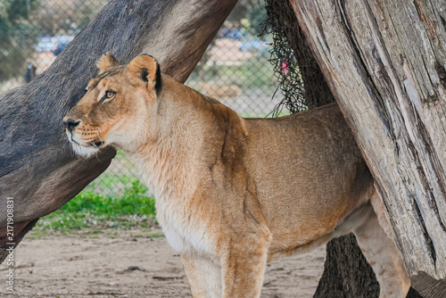 Photography Lions (Panthera leo)