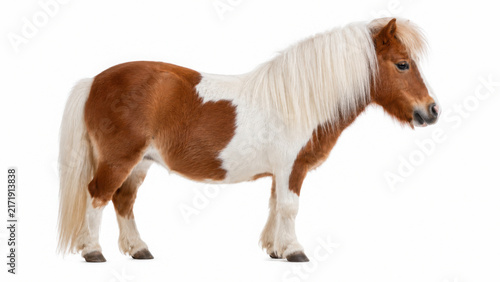 Brown and white pony stands in a studio setting isolated on transparent background cut out