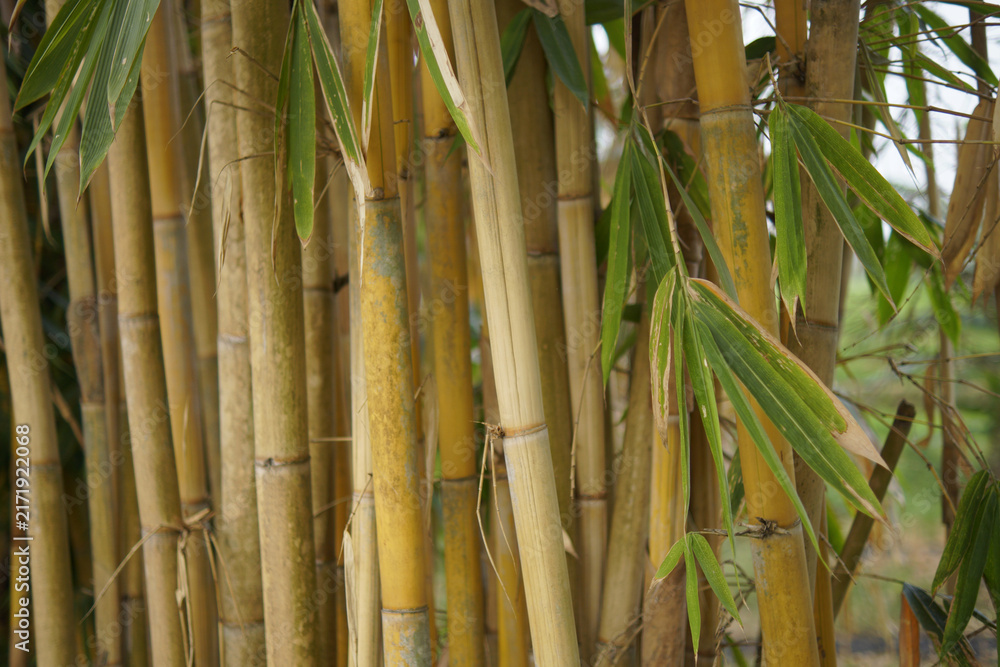 Obraz premium Planting bamboo offers numerous remarkable benefits, ranging from environmental preservation to high economic value. This plant is renowned for its rapid growth, ability to absorb large amounts of car