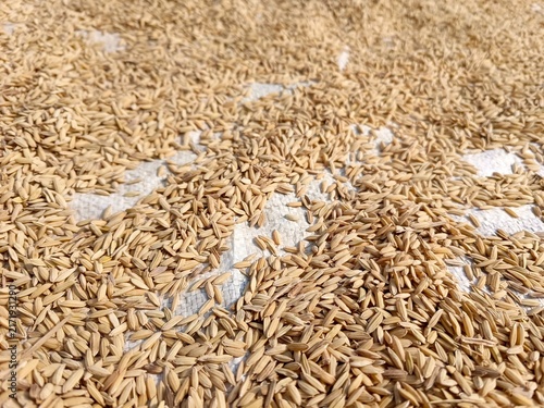 Foto Unhulled rice—or *gabah*—consists of rice grains encased in husks and serves many important purposes across the food, livestock, and agricultural sectors