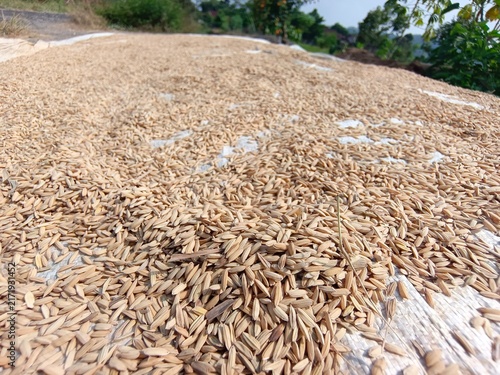 Картината върху платно Unhulled rice—or *gabah*—consists of rice grains encased in husks and serves many important purposes across the food, livestock, and agricultural sectors