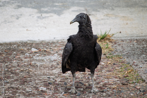 Obraz na płótnie Wildlife conservation and ecosystem balance, black vulture standing on rocky gro