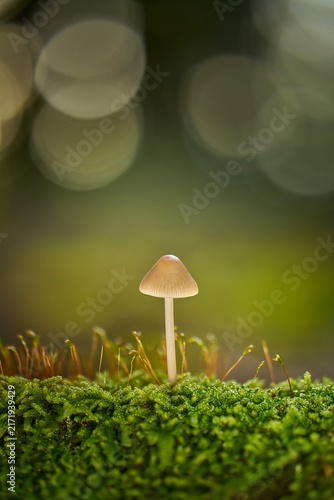 Foto A delicate single wild mushroom growing gracefully on a vibrant green mossy surf