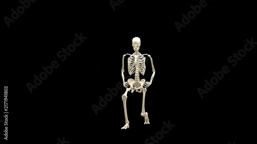 Medical 3D animation of forward lunge exercise featuring a 3D Skeletal System Model, captured in 180 Degree Turntable Rotating View, Isolated Transparent Alpha Channel