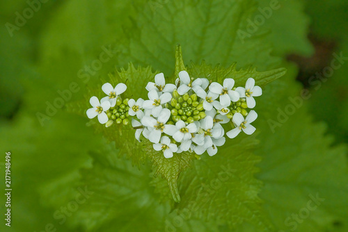 Cuadro en lienzo closeup of the flowers of garlic mustard, selective focus on a green bokeh backg