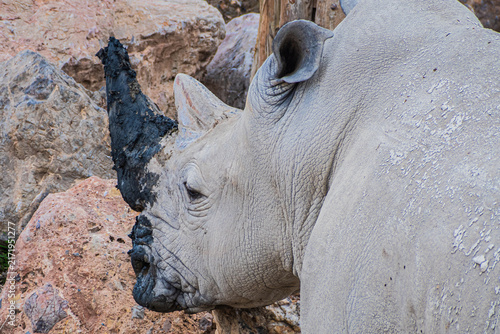 Canvas Print white rhinoceros or square-lipped rhinoceros (Ceratotherium simum)