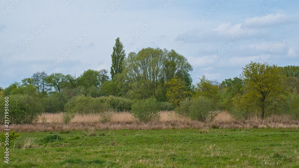 Obraz premium marsh landscape with meadow with spring trees and reed on a cloudy day in Bourgoyen nature reserve, Ghent, Flanders, Belgium 