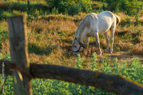 Quadro su tela A white horse with black spots in a pasture