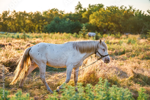 Fotografie A white horse with black spots in a pasture