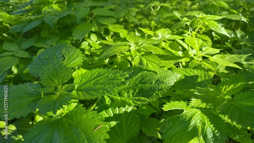 fresh green leaves