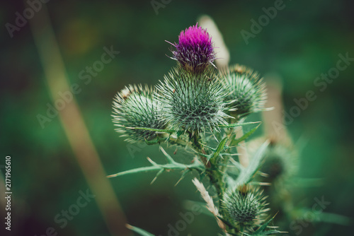 Obraz na płótnie Biodiversity and wild nature, purple thistle flower blooming in a meadow with gr