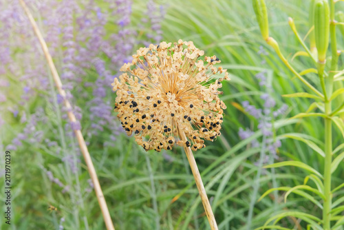 Dry head of  Allium grow. Seeds in cottage garden in sunny day. Perennial plant from the onion family. Large spherical inflorescences on tall stems. Outdoor in autumn.