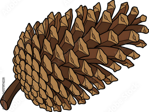 Detailed vector pinecone illustration, autumn coniferous pine cone icon