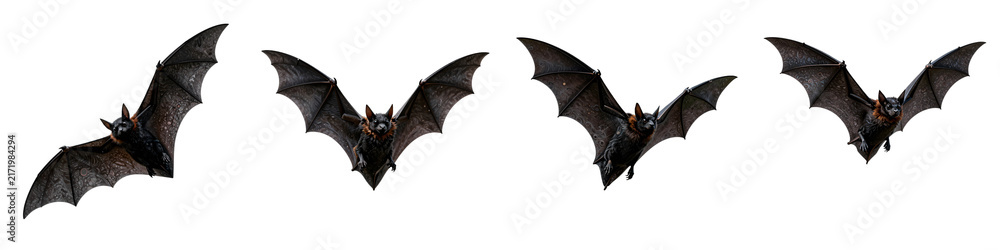 Obraz premium Collection of detailed flying fox illustrations in different poses, set against black backdrop