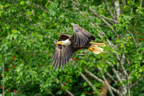 Hoonah Eagle