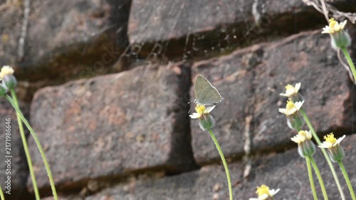 Catochrysops strabo or forget-me-not butterfly. It is a small butterfly found in Asia that belongs to the lycaenids or blues family. It is sucking the nectar from the Tridax procumbens flower.