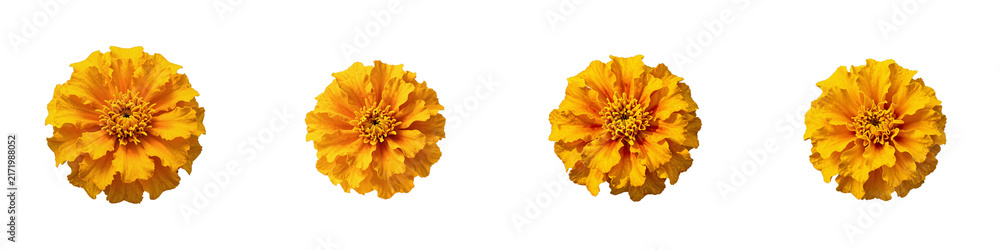 Row of marigold flowers isolated against black background