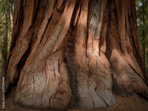 Textured bark of an ancient redwood tree displaying natural patterns v2-6x (gigapixel high fidelity)