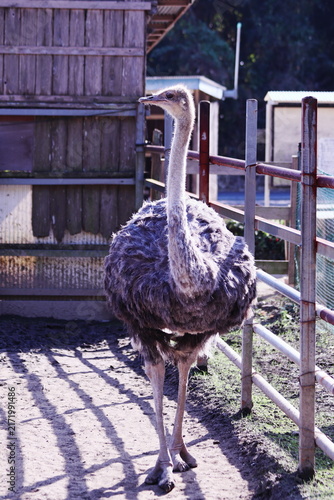 動物園の可愛いダチョウ