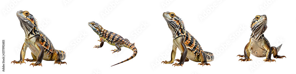 Obraz premium Four different poses of an eastern water dragon on a clean black background