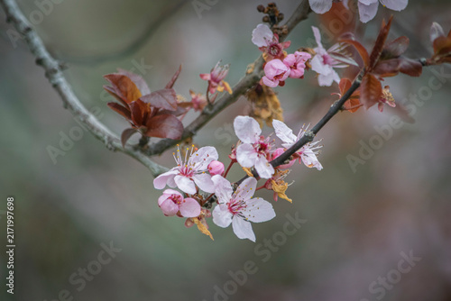 Фотография Flores de almendro