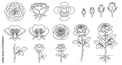 Rose flower linear vector set 