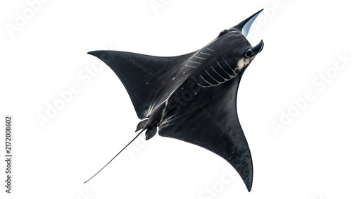 Photography Black manta ray stingray marine life ocean animal isolated on transparent backgr