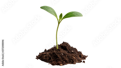 Small green plant sprout growing from fertile soil isolated on transparent background