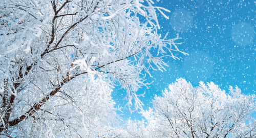 Winter trees background, suitable for Christmas and New Year design. Close-up snow-covered branches against a bright blue sky. Falling white snowflakes and ice crystals in a sunny December landscape