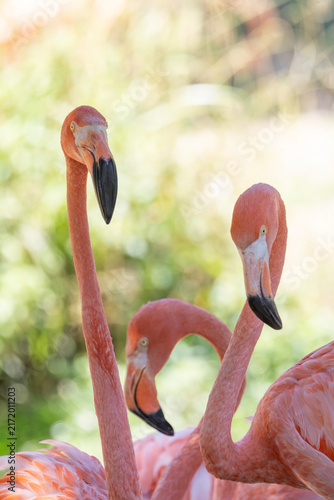 Foto mehrere Flamingos in sommerlichen Licht