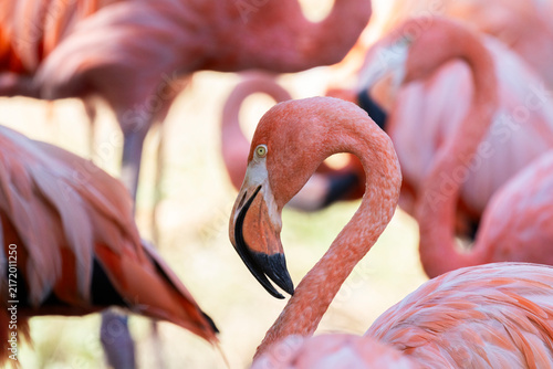 Foto mehrere Flamingos in sommerlichen Licht