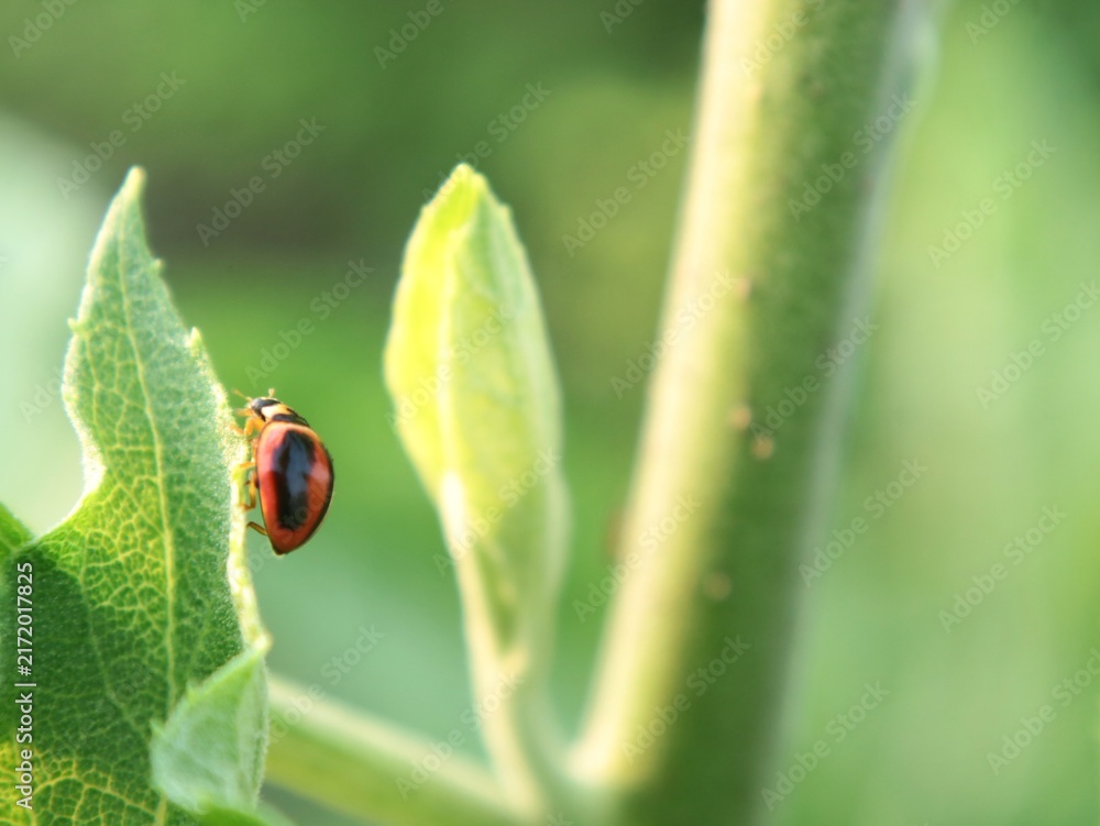 Fototapeta premium Close up of a small red and black ladybug (Coccinellidae) crawling on the edge of a green leaf in natural sunlight. Beautiful wildlife concept for nature and environmental projects