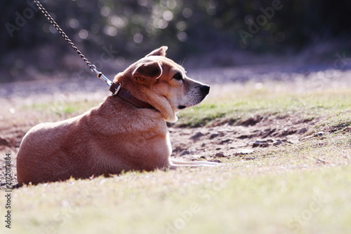 公園でくつろぐ可愛い飼い犬