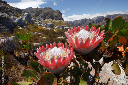 Cuadro en lienzo Two large pink proteas in bloom in a high mountain landscape