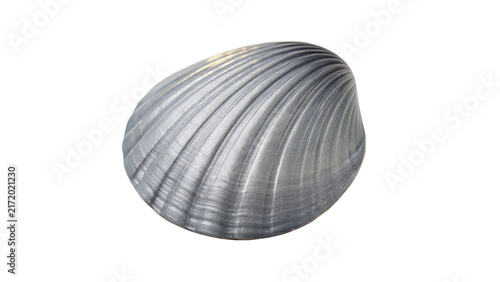 Fotografie Single grey texture sea shell conch marine wildlife element isolated on transpar