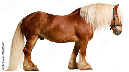 Majestic chestnut draft horse with long blonde mane and tail, isolated on transparent background