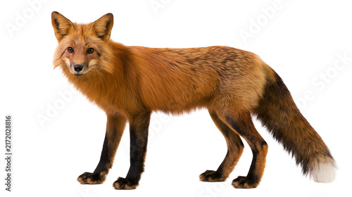 фотографія Red fox with bushy tail and dark legs, isolated on transparent background