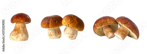 Fresh Porcini Mushrooms Isolated on Transparent Background, Forest Mushroom PNG