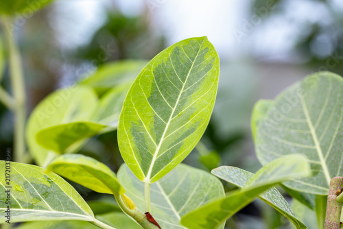 Bild auf Leinwand Variegated leaves of Ficus altissima, commonly known as council tree and lofty fig, showing prominent veins and fresh green foliage in a detailed botanical close-up