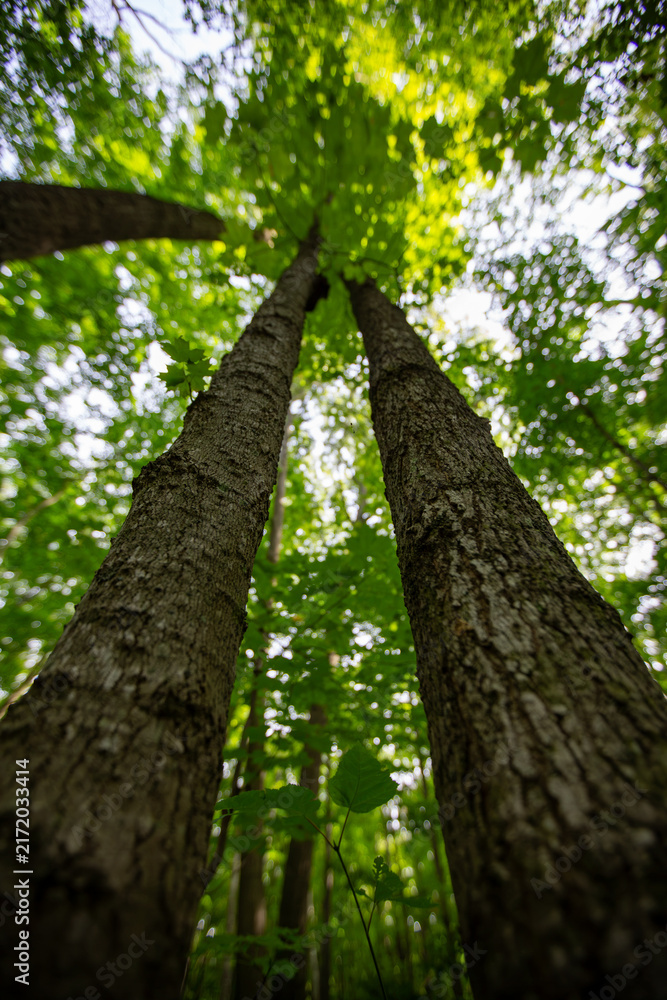 Obraz premium Steep Upward Forest Canopy View Through Towering Trees