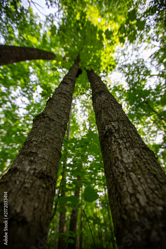 Steep Upward Forest Canopy View Through Towering Trees